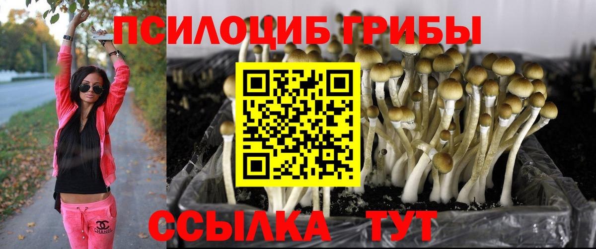 Псилоцибиновые грибы прущие грибы  Вход с VPN  Бердск 